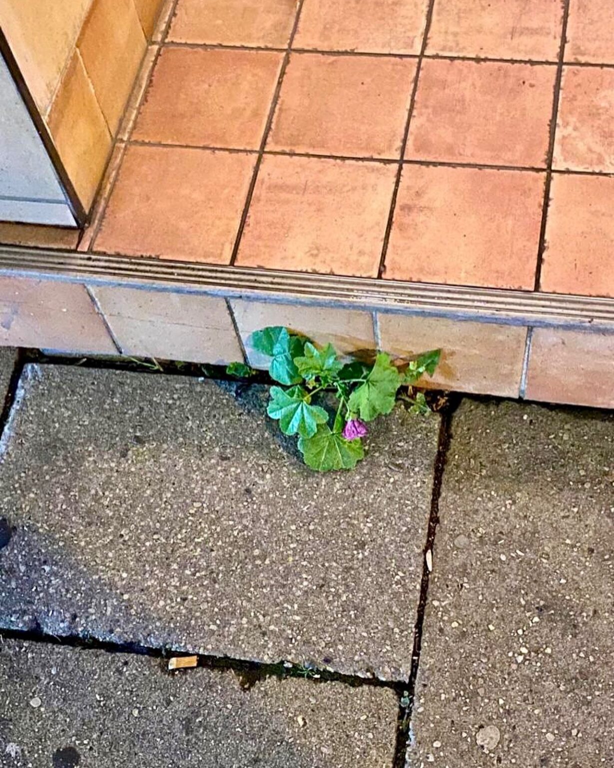Mental_health_Vortrag_Speaker_Lena_Wittneben-Hamburg_zuversicht